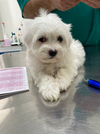 Cucciolo di maltese maschio