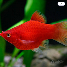 150 Platy Corallo. pesci acquario