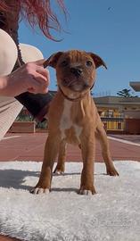 Cucciolo Staffordshire bull terrier