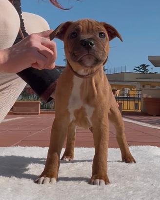 Cucciolo Staffordshire bull terrier