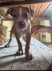 Cuccioli pitbull