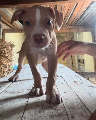 Cuccioli pitbull