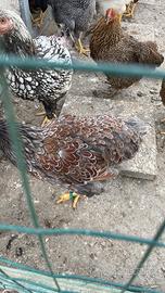 Wyandotte varie colorazioni