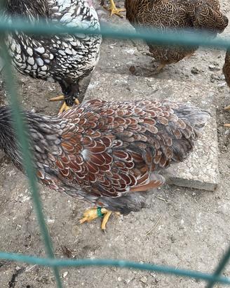 Wyandotte varie colorazioni
