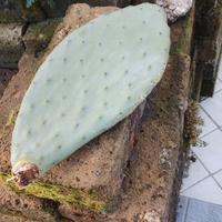 pala di fico d'india (da frutto)