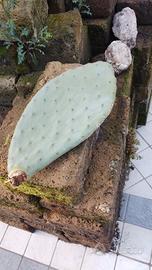 pala di fico d'india (da frutto)