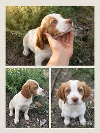 Cane Setter e Breton