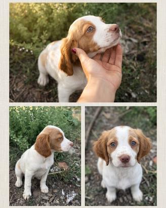 Cane Setter e Breton