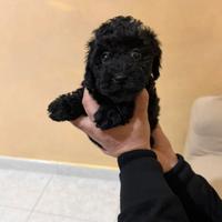 Barboncini Mini Toy black