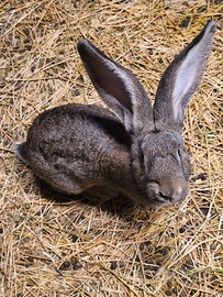 Femmine di razza fiandra