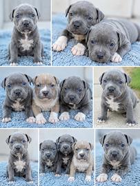 American Staffordshire terrier blu