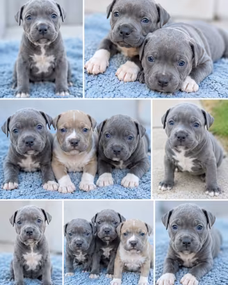 American Staffordshire terrier blu