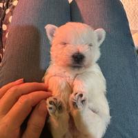 West hingland white terrier