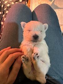 West hingland white terrier
