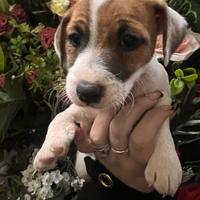Femmina jack russell