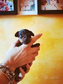 Pinscher toy