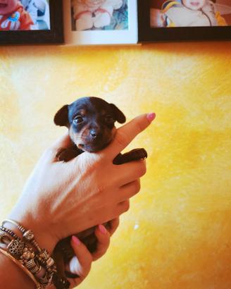 Pinscher toy