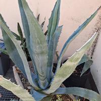 Agave sana