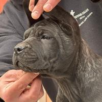 Cuccioli cane corso disponibili neri tigrato