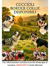 Cuccioli di border collie con pedigree