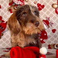 Bassotto nano pelo duro arlecchino