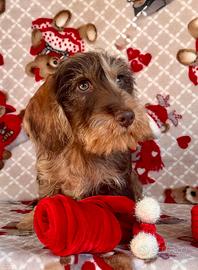 Bassotto nano pelo duro arlecchino