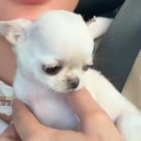 Chihuahua femmina mini