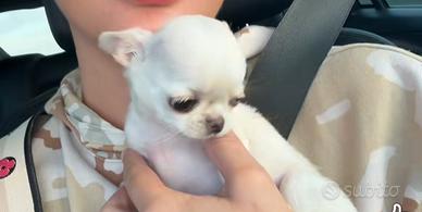 Chihuahua femmina mini