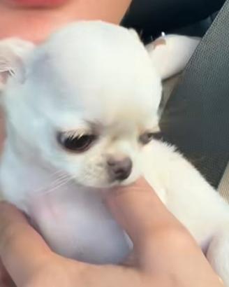 Chihuahua femmina mini