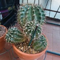 piante grasse e cactacee