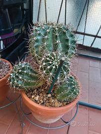 piante grasse e cactacee