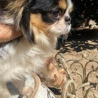 Meraviglioso Chihuahua adulto con pedigree Enci