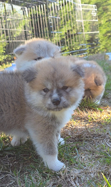 Cucciola Akita Inu