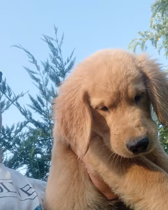 Golden retriever americani