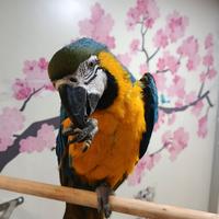 Cucciolo di pappagallo ara arauna