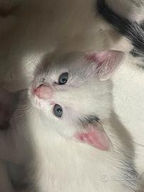 Gattini di 2 mesi
