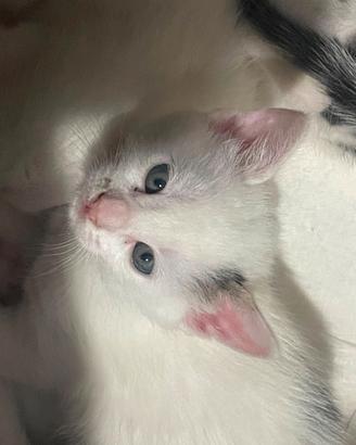 Gattini di 2 mesi