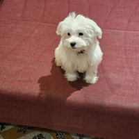 Maltese