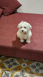 Maltese