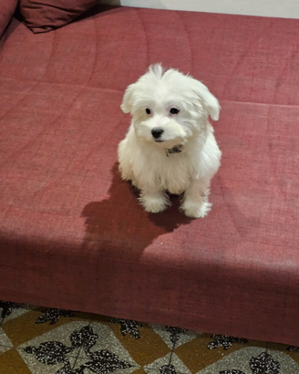 Maltese
