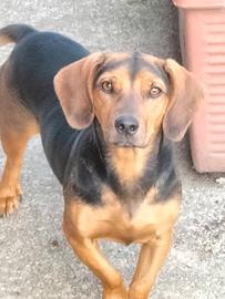 cane femmina 1 anno 