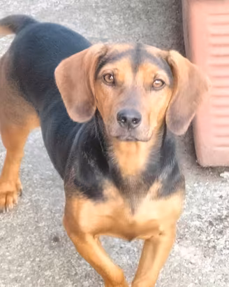 cane femmina 1 anno 