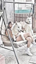 Cani incrocio husky