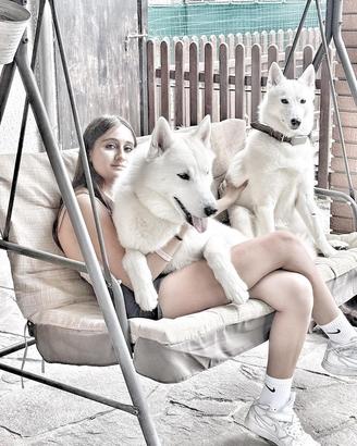 Cani incrocio husky