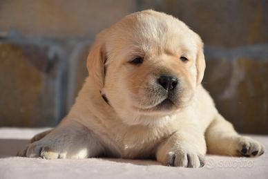 Labrador Retriever - Cuccioli Pedigree ENCI