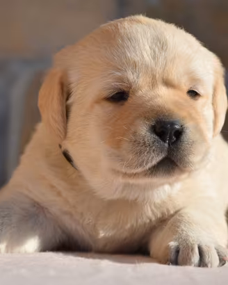 Labrador Retriever - Cuccioli Pedigree ENCI