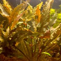 Pianta vera per acquario tropicale