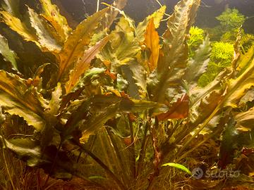 Pianta vera per acquario tropicale