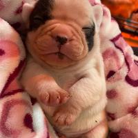 Cuccioli di bouledogue francese