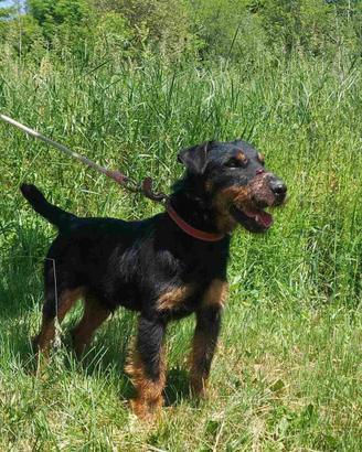 Jagd Terrier